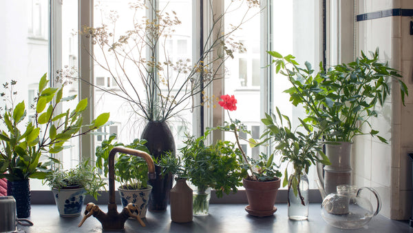 Henriette Bretton-Meyer